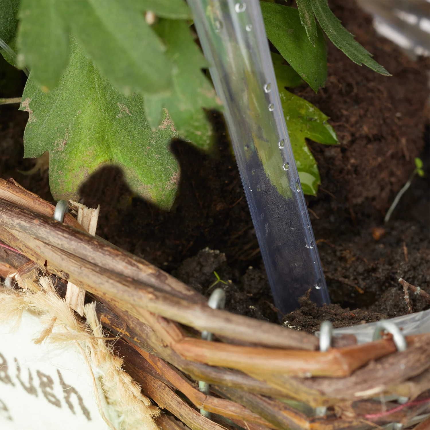 4x Bewässerungskugeln In Transparent - Image 2
