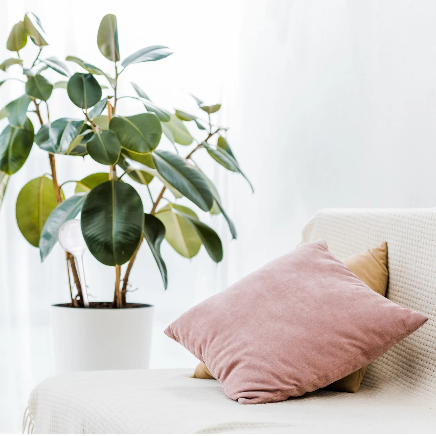 4x Bewässerungskugeln In Transparent - Image 3