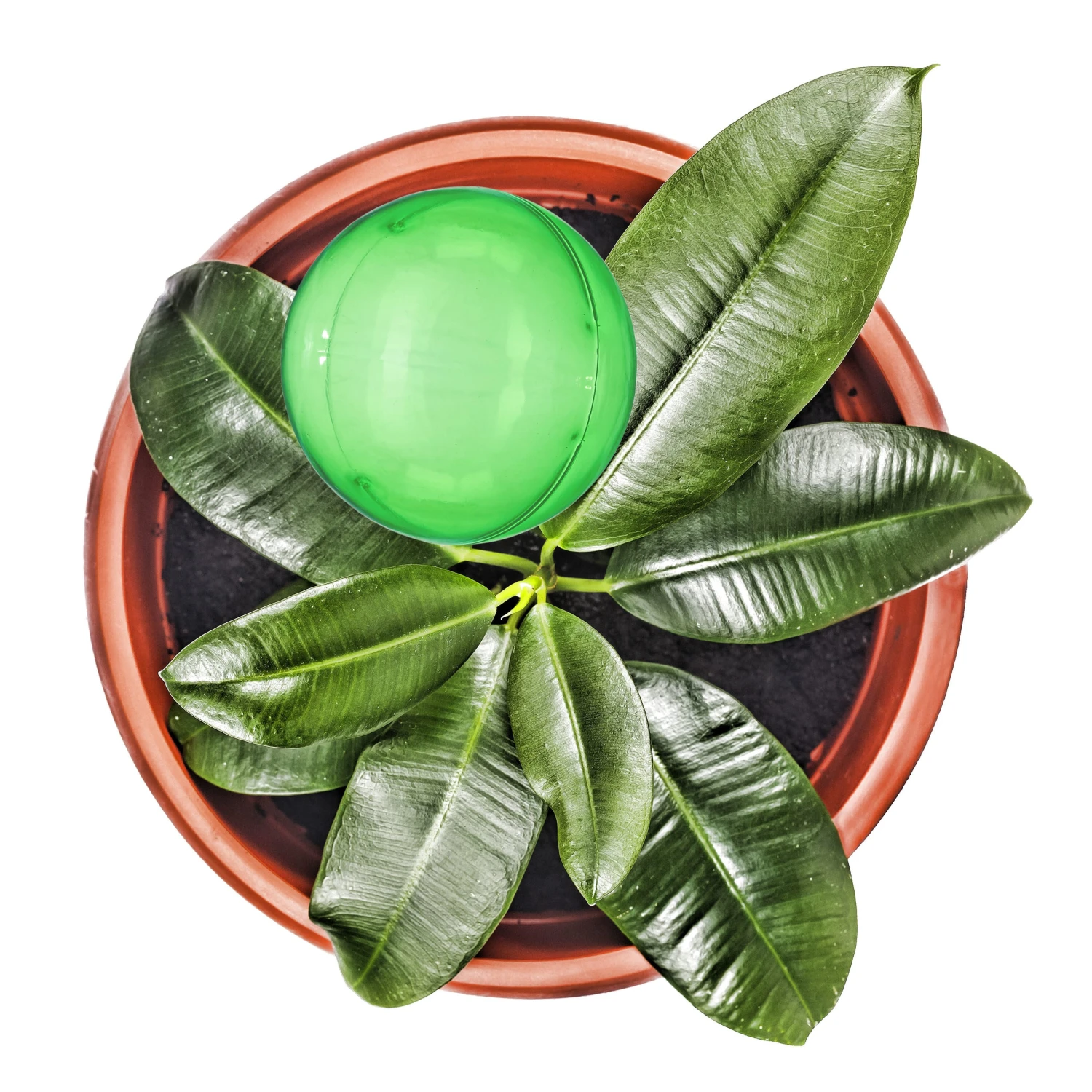 4x Bewässerungskugeln In Transparent - Image 5