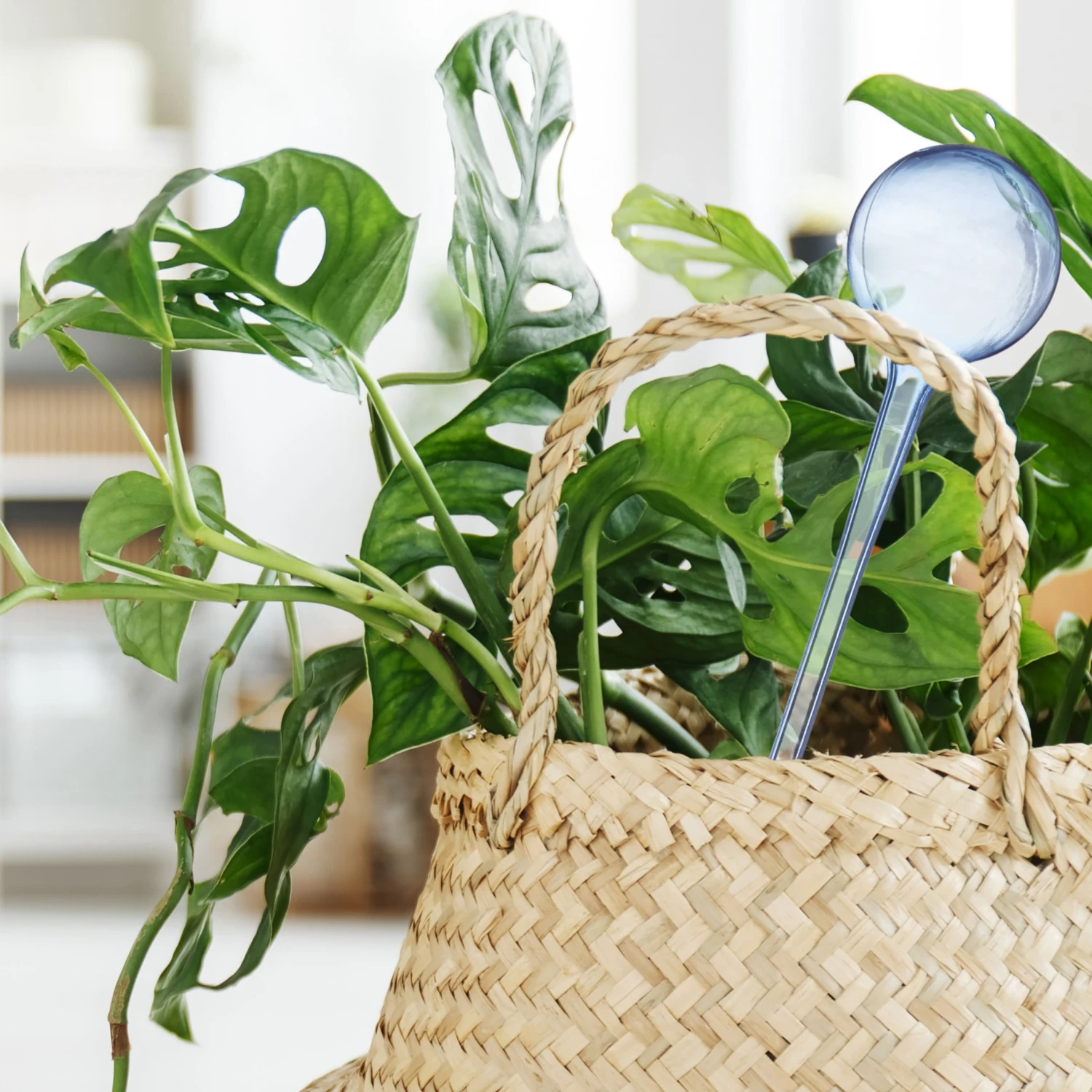 4x Bewässerungskugeln In Transparent - Image 6